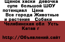 Щенок хаски, девочка супе, большой ШОУ потенциал › Цена ­ 50 000 - Все города Животные и растения » Собаки   . Челябинская обл.,Усть-Катав г.